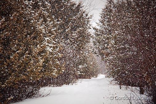 Snowy Laneway In Snowstorm_14236.jpg - Photographed near Ottawa, Ontario - the capital of Canada.